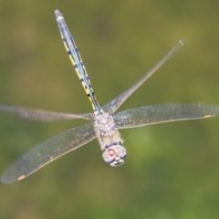 Hemicordulia tau at Monash, ACT - 29 Dec 2022 12:12 PM