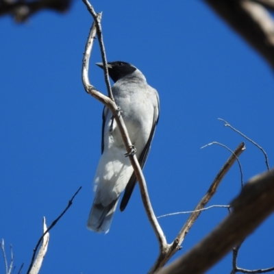 Coracina novaehollandiae (Black-faced Cuckooshrike) at Bundanoon - 28 Dec 2022 by GlossyGal