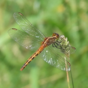 Diplacodes melanopsis at Monash, ACT - 29 Dec 2022