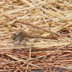 Diplacodes melanopsis at Monash, ACT - 29 Dec 2022