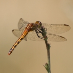 Diplacodes melanopsis at Monash, ACT - 29 Dec 2022