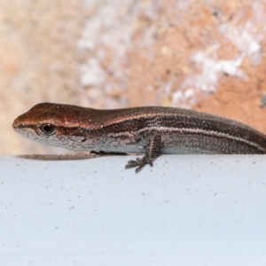 Lampropholis delicata at Wellington Point, QLD - 14 Dec 2022