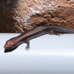 Lampropholis delicata at Wellington Point, QLD - 14 Dec 2022