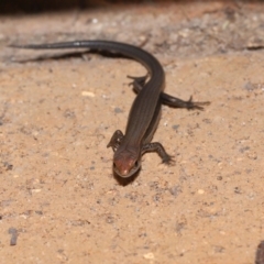 Lampropholis delicata at Wellington Point, QLD - 14 Dec 2022