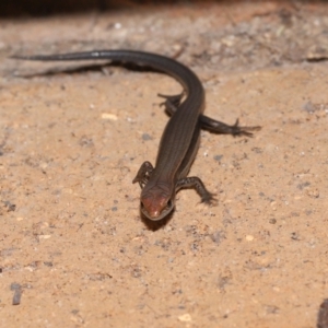 Lampropholis delicata at Wellington Point, QLD - suppressed