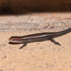 Lampropholis delicata at Wellington Point, QLD - suppressed