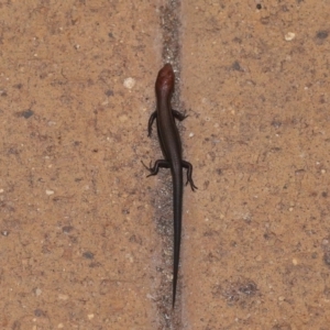 Lampropholis delicata at Wellington Point, QLD - 14 Dec 2022