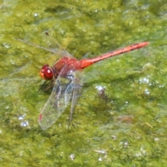 Diplacodes bipunctata (Wandering Percher) at Monash, ACT - 29 Dec 2022 by RodDeb