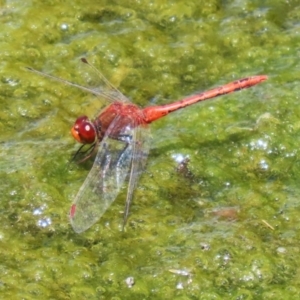 Diplacodes bipunctata at Monash, ACT - 29 Dec 2022