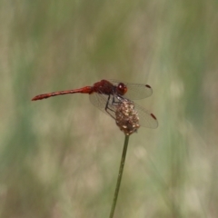 Diplacodes bipunctata at Monash, ACT - 29 Dec 2022