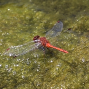 Diplacodes bipunctata at Monash, ACT - 29 Dec 2022