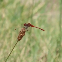 Diplacodes bipunctata at Monash, ACT - 29 Dec 2022