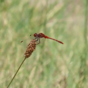 Diplacodes bipunctata at Monash, ACT - 29 Dec 2022