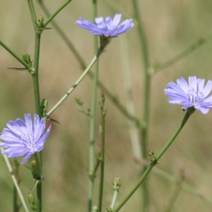 Cichorium intybus at Monash, ACT - 29 Dec 2022