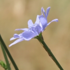 Cichorium intybus at Monash, ACT - 29 Dec 2022 11:29 AM