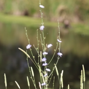 Cichorium intybus at Monash, ACT - 29 Dec 2022 11:29 AM