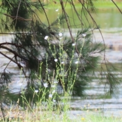 Cichorium intybus at Monash, ACT - 29 Dec 2022 11:29 AM