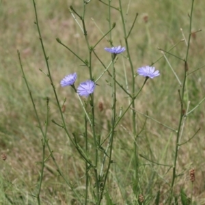 Cichorium intybus at Monash, ACT - 29 Dec 2022