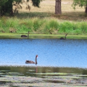 Cygnus atratus at Monash, ACT - 29 Dec 2022