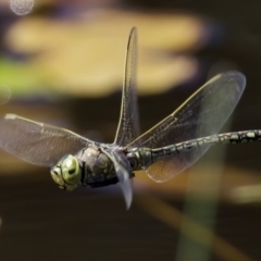 Anax papuensis (Australian Emperor) at Forde, ACT - 25 Dec 2022 by KorinneM