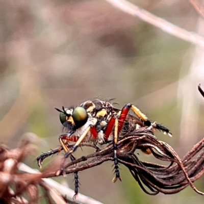Thereutria amaraca (Spine-legged Robber Fly) at Acton, ACT - 30 Dec 2022 by YellowButton