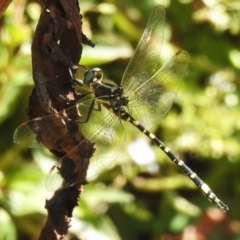 Synthemis eustalacta (Swamp Tigertail) at Stromlo, ACT - 27 Dec 2022 by JohnBundock