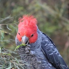 Callocephalon fimbriatum (Gang-gang Cockatoo) at Red Hill to Yarralumla Creek - 30 Dec 2022 by LisaH