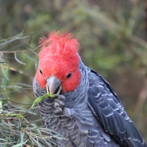 Callocephalon fimbriatum at Hughes, ACT - 30 Dec 2022