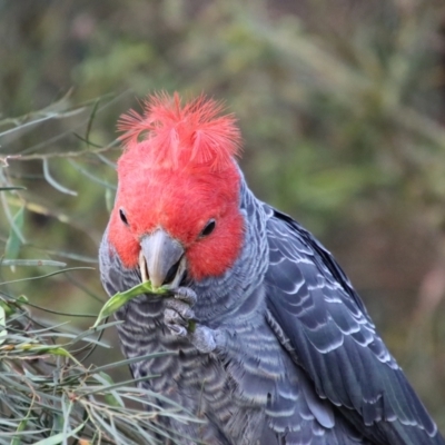 Callocephalon fimbriatum (Gang-gang Cockatoo) at Hughes, ACT - 30 Dec 2022 by LisaH