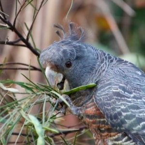 Callocephalon fimbriatum at Hughes, ACT - suppressed