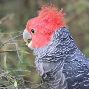 Callocephalon fimbriatum at Hughes, ACT - 30 Dec 2022