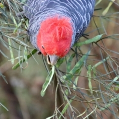 Callocephalon fimbriatum at Hughes, ACT - suppressed