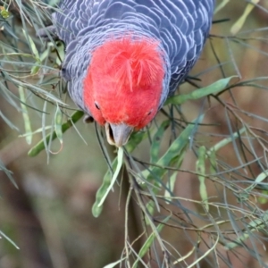 Callocephalon fimbriatum at Hughes, ACT - suppressed