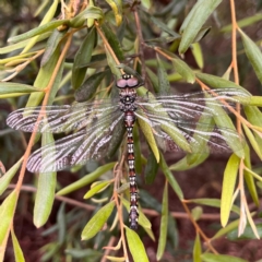 Austroaeschna multipunctata (Multi-spotted Darner) at ANBG - 30 Dec 2022 by YellowButton