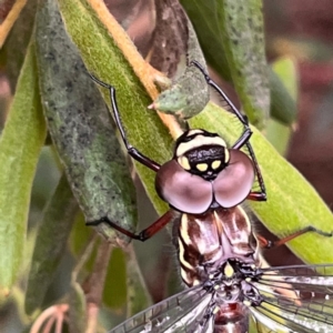 Austroaeschna multipunctata at Acton, ACT - 30 Dec 2022