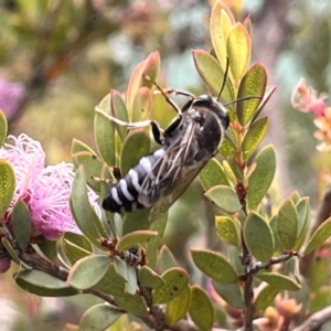 Bembix sp. (genus) at Acton, ACT - 30 Dec 2022