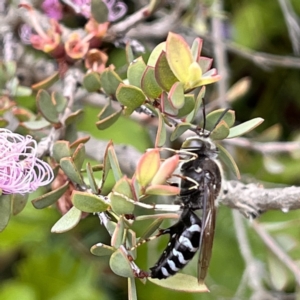 Bembix sp. (genus) at Acton, ACT - 30 Dec 2022