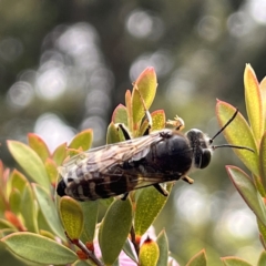 Bembix sp. (genus) at Acton, ACT - 30 Dec 2022