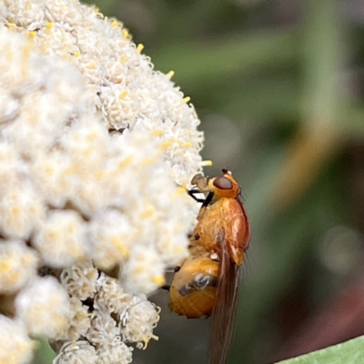 Lauxaniidae (family) (Unidentified lauxaniid fly) at Acton, ACT - 30 Dec 2022 by YellowButton