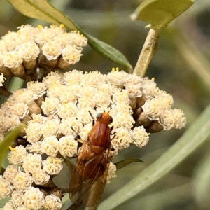 Lauxaniidae (family) at Acton, ACT - 30 Dec 2022