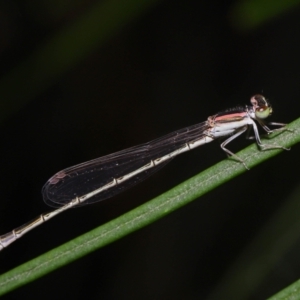 Ischnura aurora at Wellington Point, QLD - suppressed