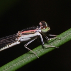 Ischnura aurora at Wellington Point, QLD - suppressed