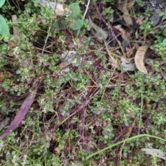 Einadia hastata (Berry Saltbush) at Mount Majura - 30 Dec 2022 by Avery