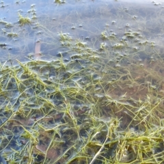 Myriophyllum sp. at Yass River, NSW - 1 Jan 2023 by SenexRugosus