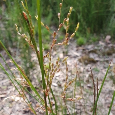 Juncus remotiflorus (Diffuse Rush) at Rugosa - 30 Dec 2022 by SenexRugosus