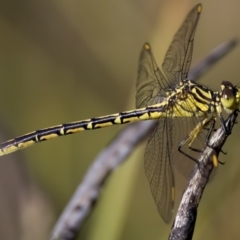 Austrogomphus guerini (Yellow-striped Hunter) at Rendezvous Creek, ACT - 27 Dec 2022 by KorinneM