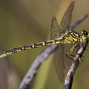 Austrogomphus guerini at Rendezvous Creek, ACT - 27 Dec 2022 05:53 PM