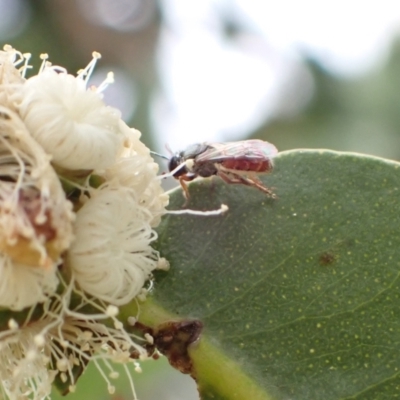 Lasioglossum (Homalictus) sp. (genus & subgenus) (Furrow Bee) at Murrumbateman, NSW - 30 Dec 2022 by SimoneC