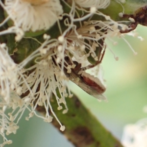 Lasioglossum (Homalictus) sp. (genus & subgenus) at Murrumbateman, NSW - 30 Dec 2022