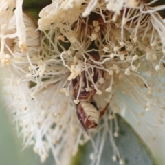 Homalictus sp. (genus) at Murrumbateman, NSW - 30 Dec 2022